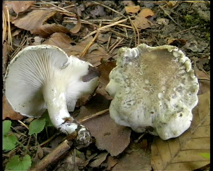 Clitopilus  cystidiatus       Hauskn. & Noordel.